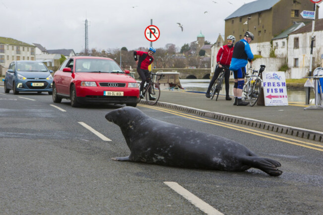 Sammy the seal Wicklow town 1