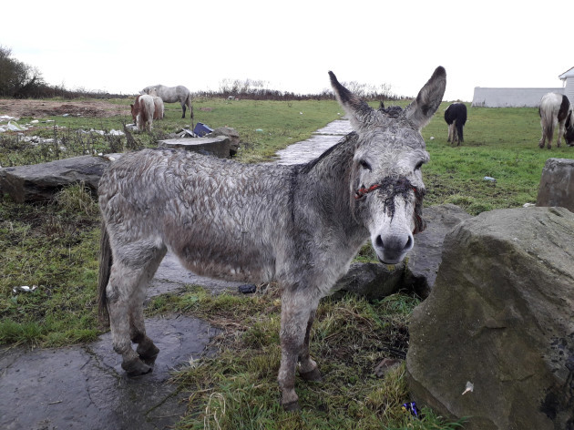 Donkey rescued with horrific head injuries caused by a rope head