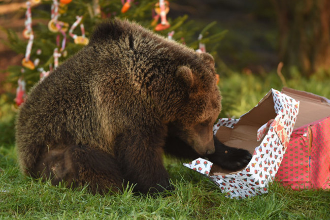 Christmas at Whipsnade Zoo