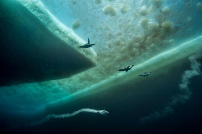 15-best-under-antarctica-emperor-penguins.adapt.945.1