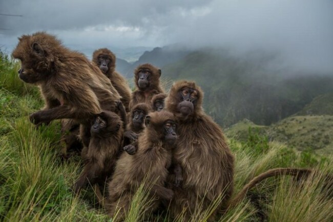 16-best-09-gelada-baboons-huddle-ethiopia-guassa-grass.adapt.945.1