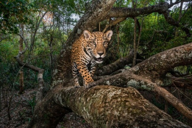 27-best-jaguar-trafficking-south-north-america-threats-8.adapt.945.1