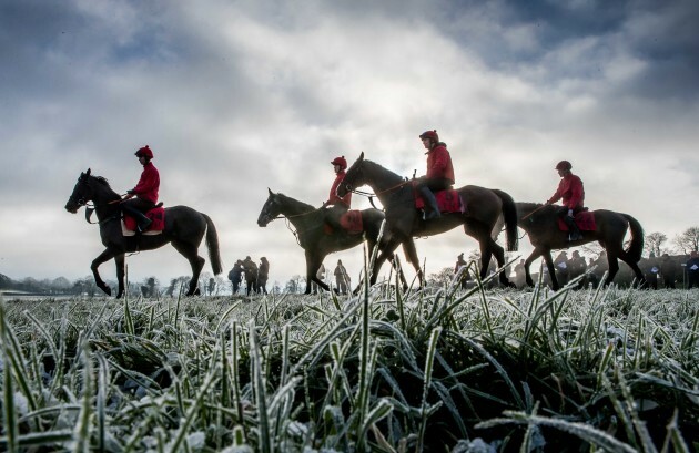 Horses on the gallops