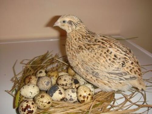 Slideshow: unusual pets available in Ireland · The Daily Edge