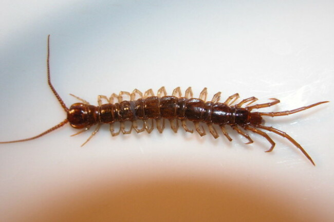 1200px-Lithobius_forficatus