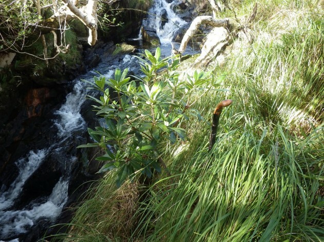 Killarney National Park Significantly And Rapidly Deteriorating