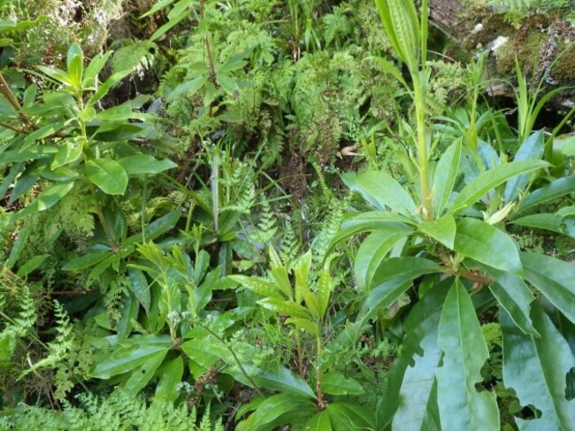 Several plants c.0.6m high