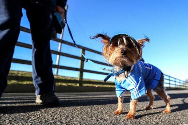Dublin supporter Marley