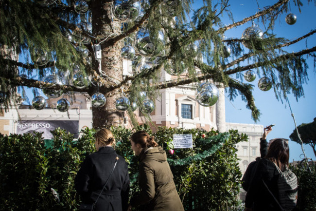 Italy: Tree of Piazza Venezia