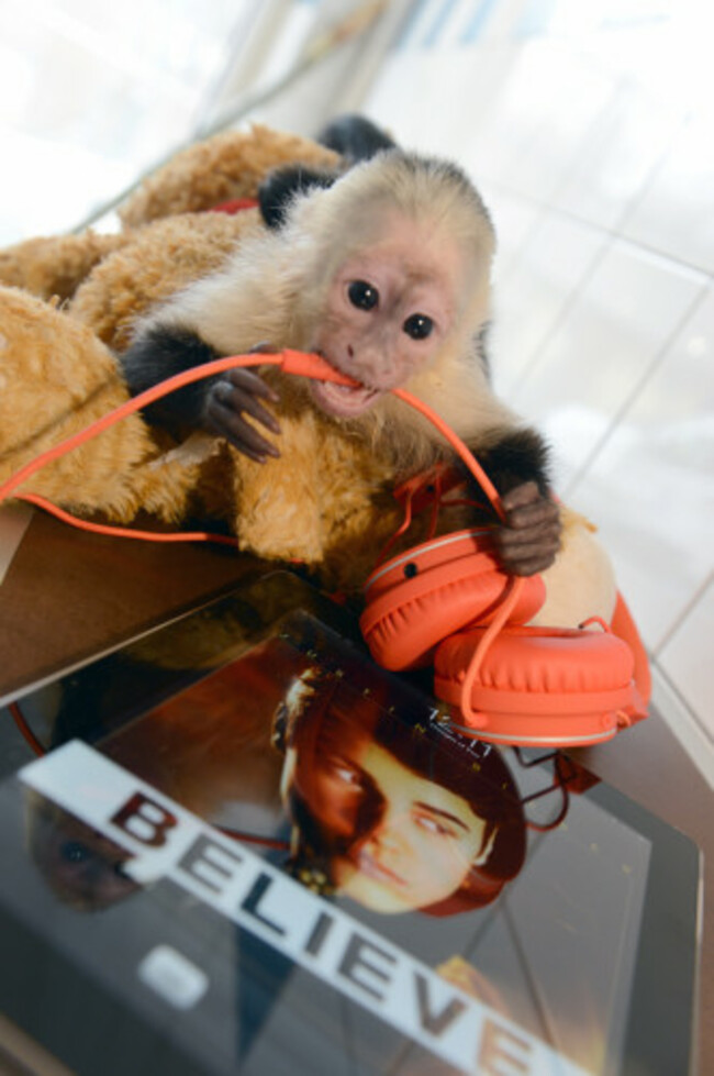 Justin Bieber's monkey at animal shelter in Munich