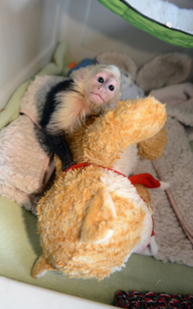 Justin Bieber's monkey at animal shelter in Munich