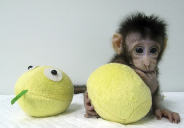 China Cloned Monkeys
