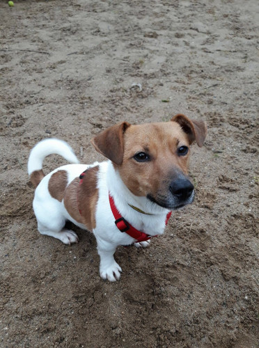 Dogs Trust - PJ, 2 year old Jack Russell terrier.