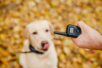 Working dog electric collar sales