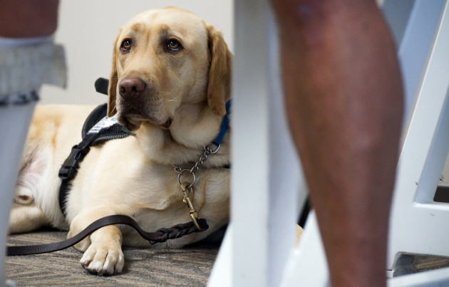 Delta Air Lines adds new requirements for passengers flying with service animals