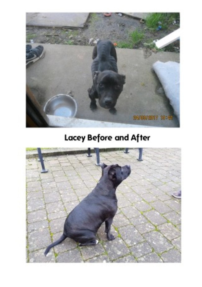 laceybefore and after