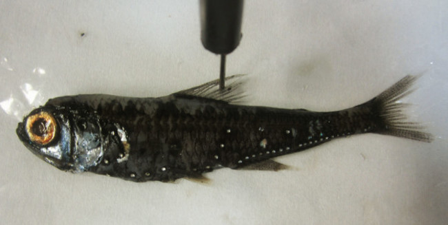 Spotted Langternfish