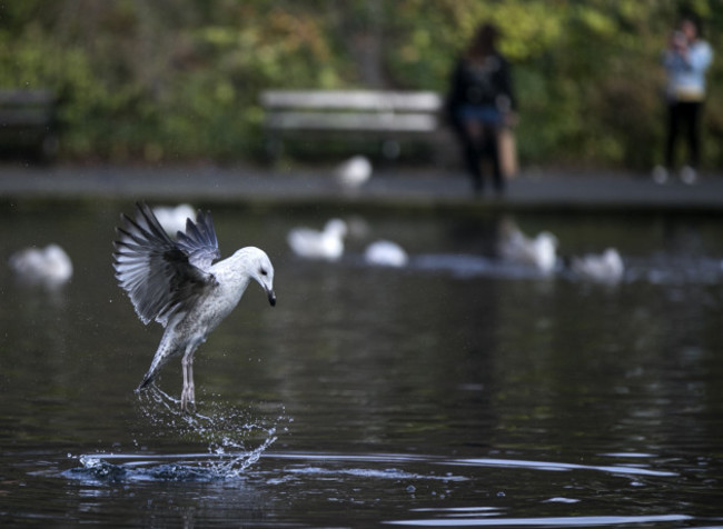 Gulls 429_90537760