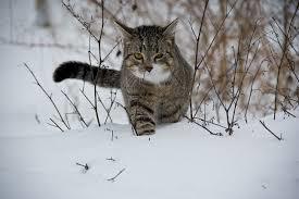 cat_cold_weather
