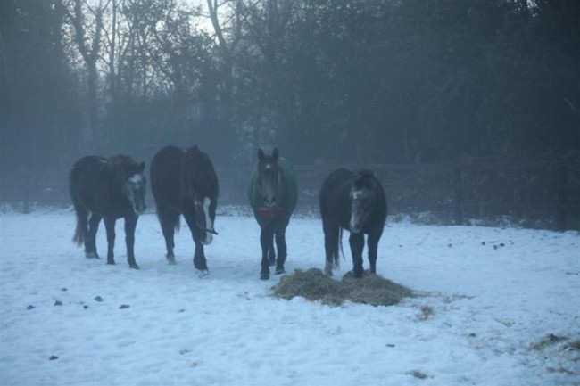 horses_cold_weather