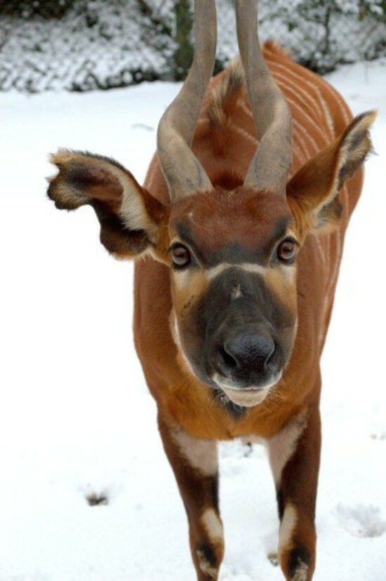 Eastern Bongo (Dublin Zoo Credit)