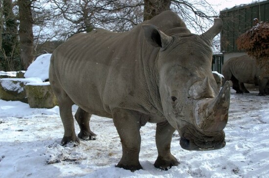 Southern White Rhino (Dublin Zoo Credit)