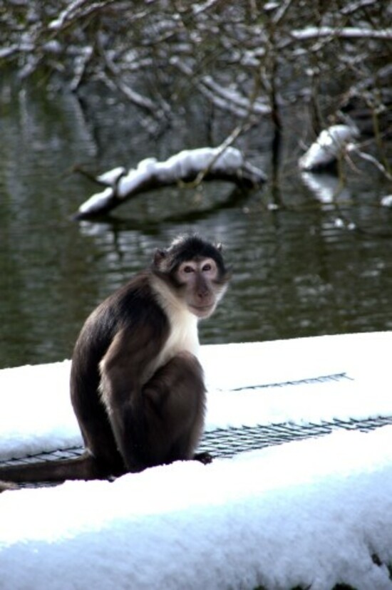 White Crowned Mangabey (Dublin Zoo Credit)