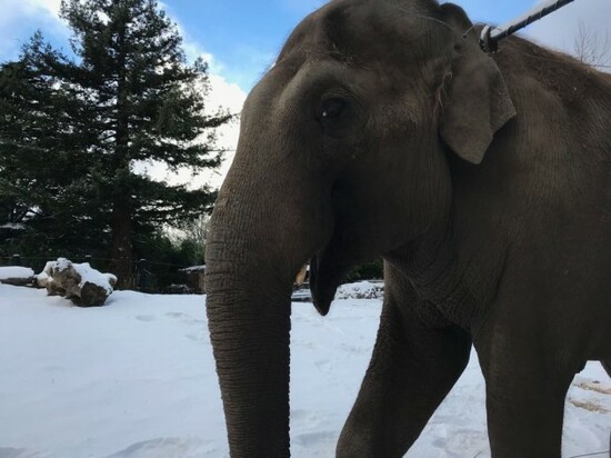 Asian Elephant 2 (Dublin Zoo Credit)