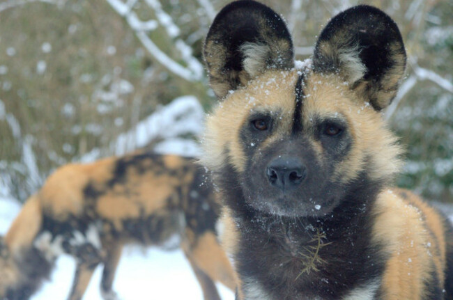 Painted African Dogs (Dublin Zoo Credit)_90538334