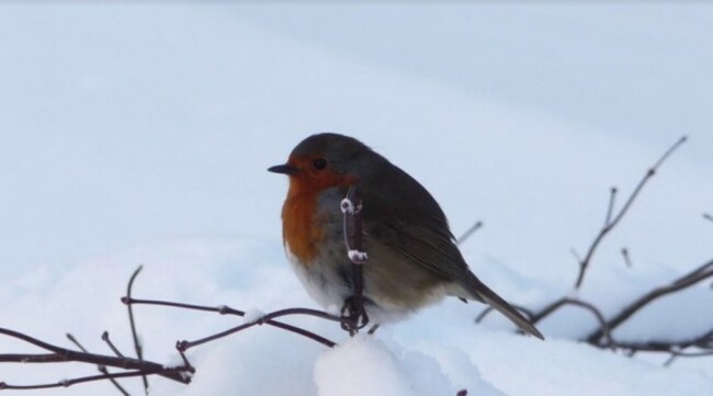 robin
