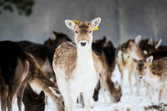 Deer_preview