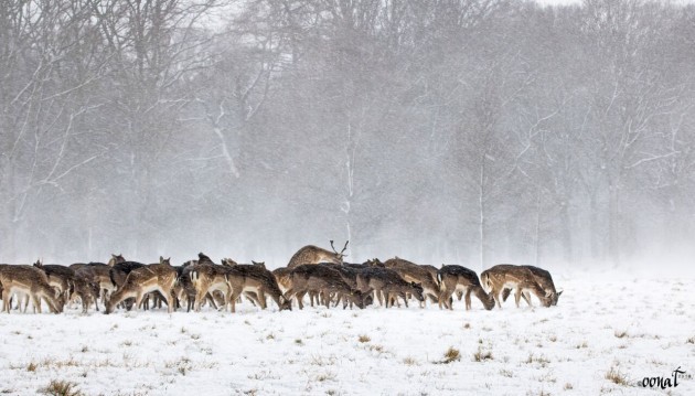 Herd of Deer_preview