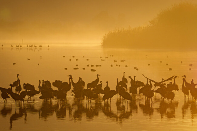 008_cranes-hula-valley-israel