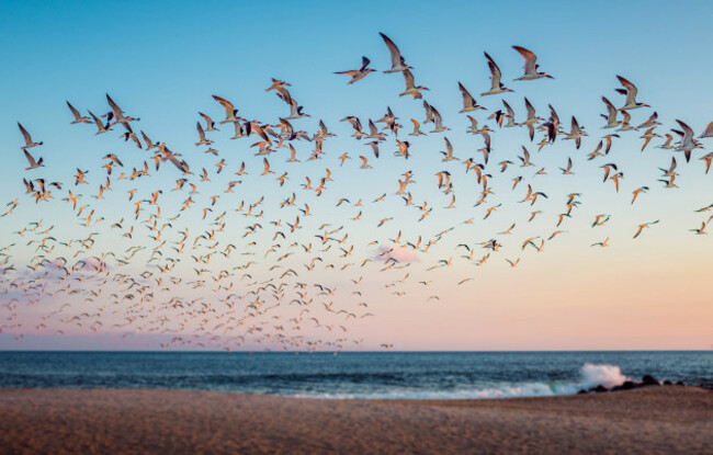 002_bird-flock-cape-may-new-jersey