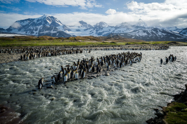 001_king-penguin-bird-south-georgia-island