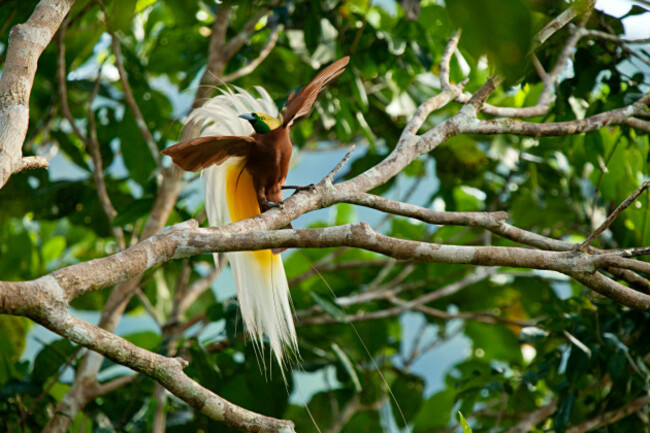 005_bird-of-paradise-new-guinea