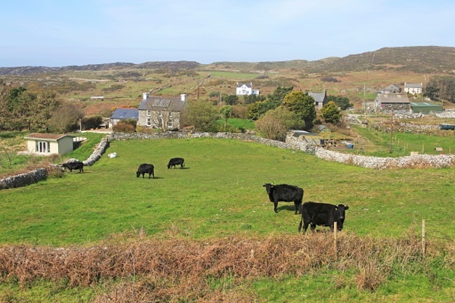 Cattle grazing in fields and farmhouses, Cape Clear Island, County Cork, Ireland