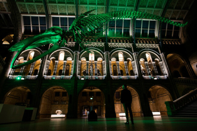 BLUE WHALE SKELETON IN THE NATURAL HISTORY MUSEUM, LONDON, JOINS