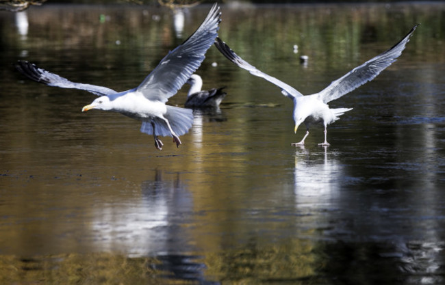 SEA GULLS 317_90540124