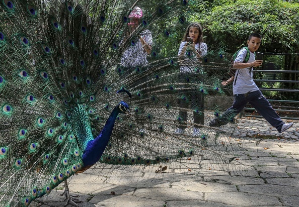 COLOMBIA-ANIMALS-ZOO-PEACOCK