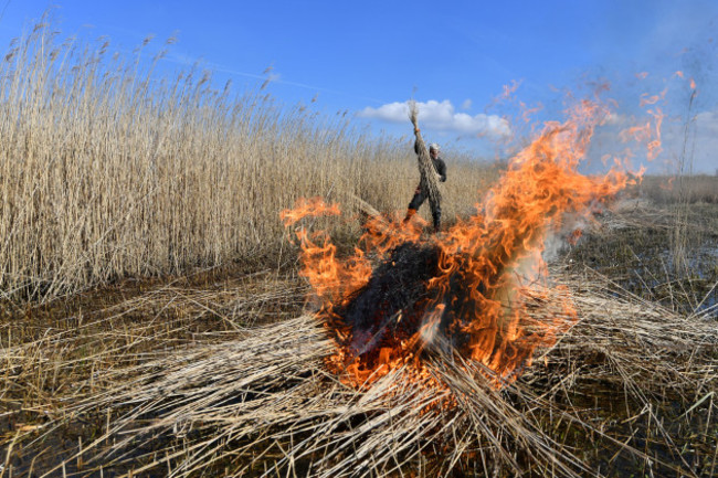 Reed harvest