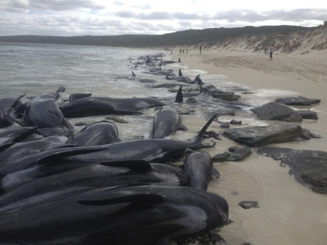 Australia Beached Whales