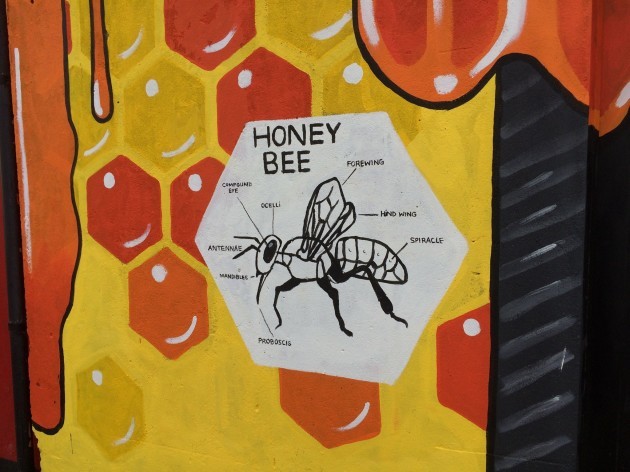 honey-bee-k-fest
