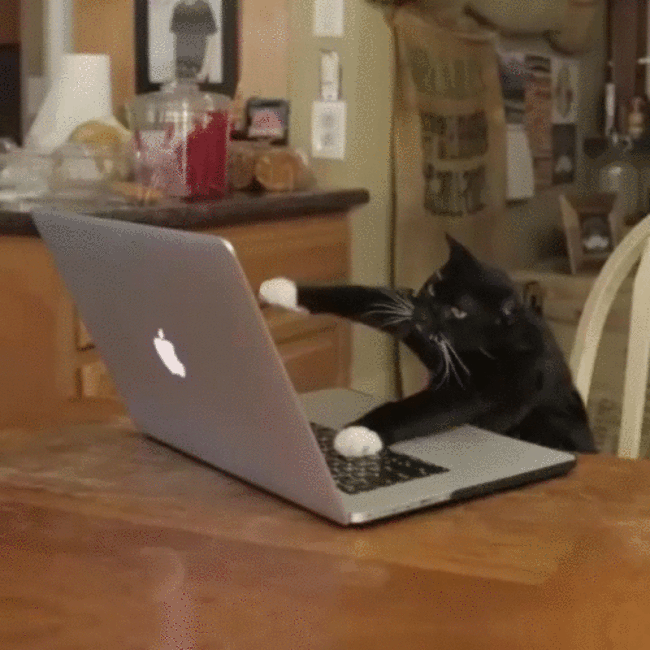 funny cat GIF-downsized_large