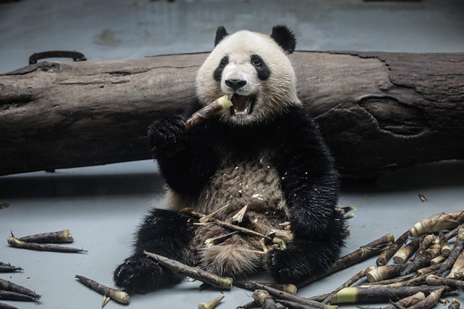 Chengdu Research Base Of Giant Panda Breeding