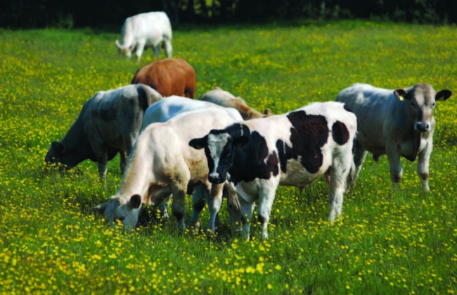 File photo.  The adverse weather conditions since the autumn mean that farm animals are being kept indoors longer than normal, with already depleted fodder supplies on farms being put under extra pressure. End.