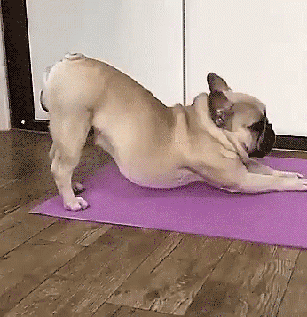 stretching downward dog GIF-downsized_large (1)