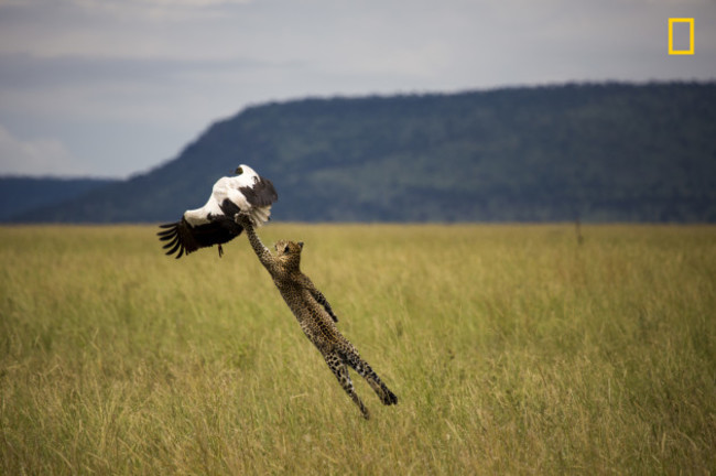 Leopard hunting a stork