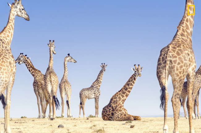 Giraffes relaxing near ngorongoro crater