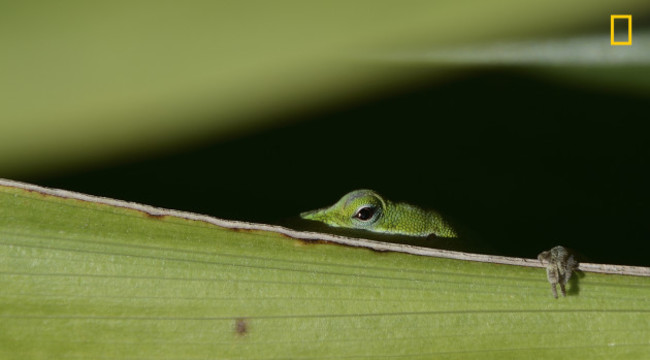 PEEKING